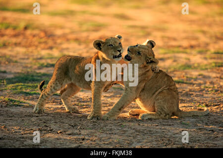 Löwe, zwei jungen vier Monate alten spielen, Sozialverhalten, Geschwister, Wildreservat Tswalu Kalahari, Northern Cape, South Stockfoto