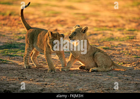 Löwe, zwei jungen vier Monate alten spielen, Sozialverhalten, Geschwister, Wildreservat Tswalu Kalahari, Northern Cape, South Stockfoto