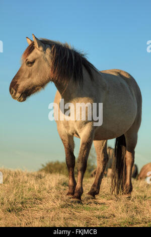 Konik-Pferd (Konik Biłgorajski oder polnischen primitive Pferd), in der Natur zu reservieren, Wassenaar, Südholland, Niederlande. Stockfoto