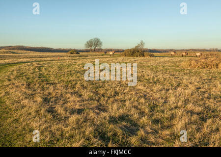 Konik-Pferde (Konik Biłgorajski oder polnischen primitive Pferd), in der Natur zu reservieren, Wassenaar, Südholland, Niederlande. Stockfoto