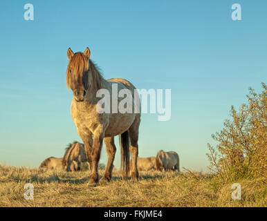 Konik-Pferde (Konik Biłgorajski oder polnischen primitive Pferd), in der Natur zu reservieren, Wassenaar, Südholland, Niederlande. Stockfoto