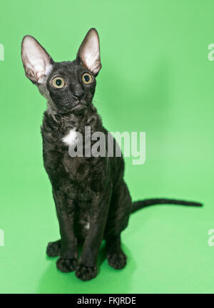 Junge Katze Rasse, die Cornish Rex auf einem grünen Hintergrund sitzt Stockfoto