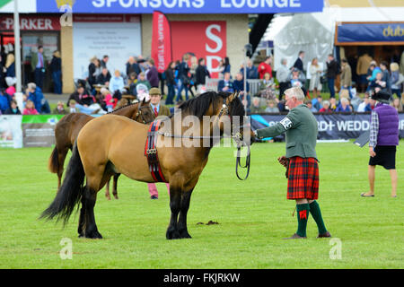 Gewinner-Parade am Royal Highland Show 2015, Ingliston, Edinburgh, Scotland, UK Stockfoto