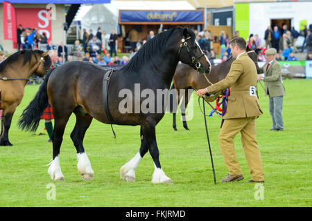 Gewinner-Parade am Royal Highland Show 2015, Ingliston, Edinburgh, Scotland, UK Stockfoto