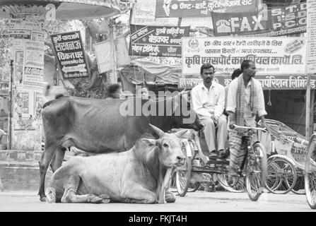 Heiligen Brahmanen Bull / Kühe auf der Straße. Hier im Verkehr bei Gadolia Chowk einem belebten Einkaufsviertel / Bereich von Varanasi, Indien Stockfoto