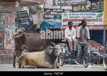 Heiligen Brahmanen Bull / Kühe auf der Straße. Hier im Verkehr bei Gadolia Chowk einem belebten Einkaufsviertel / Bereich von Varanasi, Indien Stockfoto