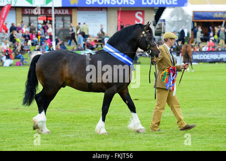 Gewinner-Parade am Royal Highland Show 2015, Ingliston, Edinburgh, Scotland, UK Stockfoto