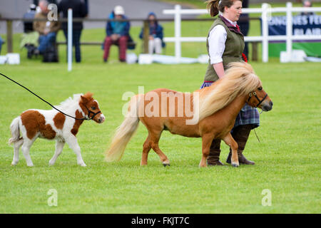 Gewinner-Parade am Royal Highland Show 2015, Ingliston, Edinburgh, Scotland, UK Stockfoto