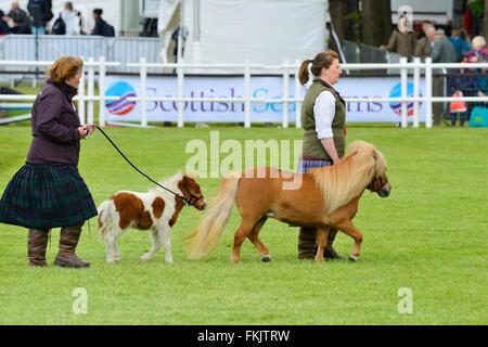 Gewinner-Parade am Royal Highland Show 2015, Ingliston, Edinburgh, Scotland, UK Stockfoto