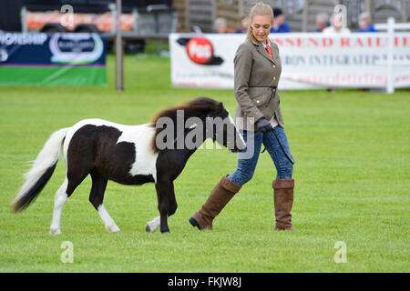 Gewinner-Parade am Royal Highland Show 2015, Ingliston, Edinburgh, Scotland, UK Stockfoto