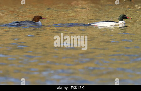 Männliche und weibliche Gänsesäger schwimmen auf dem See. Stockfoto