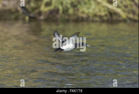 Männliche Reiherenten über einen See fliegen. Stockfoto