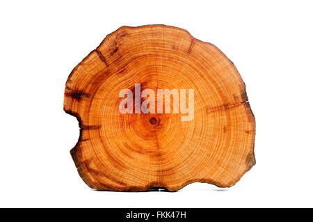 Querschnitt durch eine goldene Dusche Baum Holzscheit auf weißem Hintergrund Stockfoto