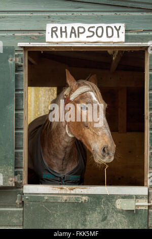 Pferd aus dem Stall auf einem Bauernhof, Wassenaar, Südholland, Niederlande suchen. Stockfoto