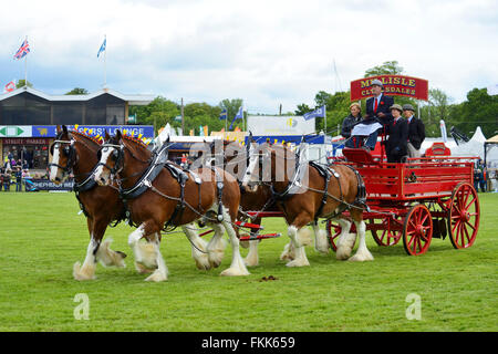 Schweren Pferd weichen (Vieren) am Royal Highland Show 2015, Ingliston, Edinburgh, Scotland, UK Stockfoto
