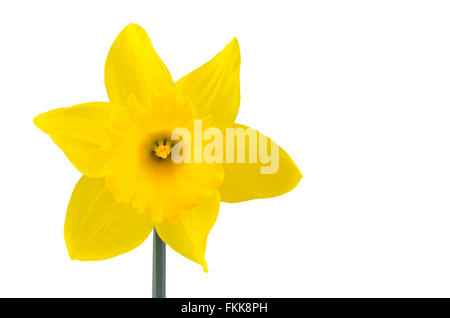 Einzelne gelbe Narzisse Blume isoliert auf weiss. Stockfoto