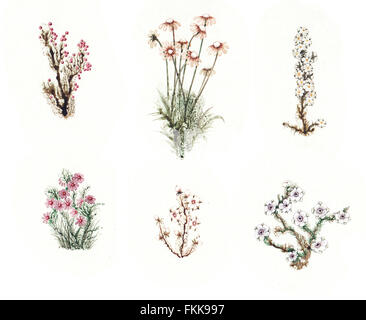 Schönes Märchen set bunte Aquarell Blumen. SATZ 6 Stockfoto