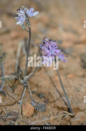 Herbst-Blaustern - Scilla Autumnalis wilde Blume mit Ant Stockfoto