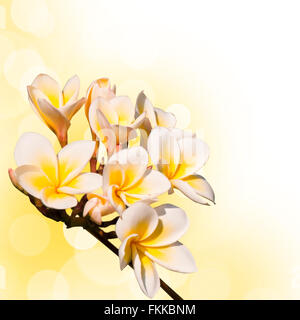 Zweig der Frangipani Blüten Nahaufnahme, gelbe Bokeh Hintergrund Stockfoto