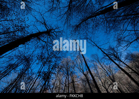 Silhouette Bäume im blauen Himmel im Herbst Stockfoto