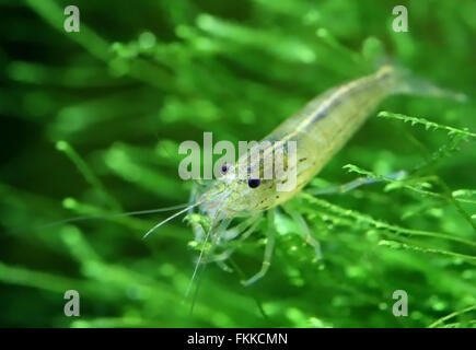 Yamato-Garnelen auf Java Moos in einem bepflanzten aquarium Stockfoto