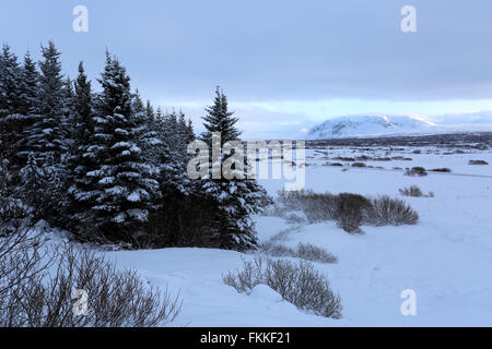 Winter Schnee Blick über Pingvellir Nationalpark, UNESCO-Weltkulturerbe, Süd-West-Island, Europa. Stockfoto