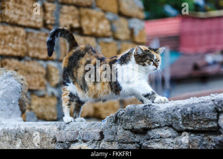 lückenhaft Fette Katze erstreckt sich auf die Steinwand Stockfoto