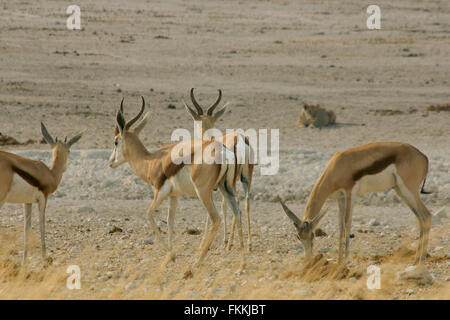 Eine Gruppe von Springboks, beobachtet von einem weiblichen Löwen im Etosha Nationalpark, Namibia Stockfoto