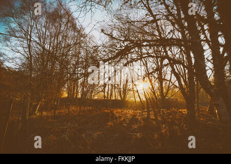 Sonnenaufgang im Wald von Lynwilg in den schottischen Highlands, UK. Zusätzlichen Maserung und Farbe Styling. Stockfoto