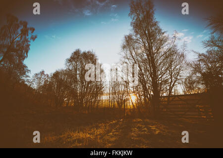 Sonnenaufgang im Wald von Lynwilg in den schottischen Highlands, UK. Zusätzlichen Maserung und Farbe Styling. Stockfoto