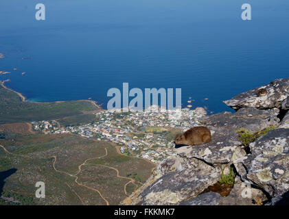 Klippschliefer oder Rock Hyrax auf den Tafelberg, Kapstadt, mit Blick auf die Küste und den Atlantik Stockfoto