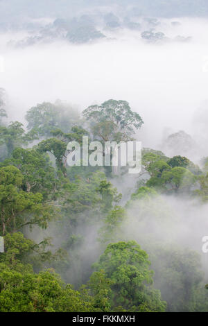 Tropischer Regenwald mit Bäumen erscheinen durch frühen Morgennebel. Danum Valley, Sabah, Borneo Stockfoto