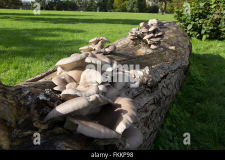 Wilde Pilze wachsen auf einem gefallenen Baumstamm Stockfoto