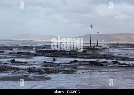 Borth, Ceredigion, Wales. 9. März 2016. UK-Wetter: Einen versteinerten Wald wieder erscheint nach den letzten Stürme & Treibsand, Hunderte von Baumstümpfen stammt aus der Bronzezeit vor 6.000 Jahren zu offenbaren. die Stümpfe steigen aus dem Sand wie abgebrochene Zähne! Bildnachweis: mike Davies/Alamy Live News Stockfoto