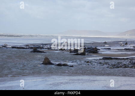 Borth, Ceredigion, Wales. 9. März 2016. UK-Wetter: Einen versteinerten Wald wieder erscheint nach den letzten Stürme & Treibsand, Hunderte von Baumstümpfen stammt aus der Bronzezeit vor 6.000 Jahren zu offenbaren. die Stümpfe steigen aus dem Sand wie abgebrochene Zähne! Bildnachweis: mike Davies/Alamy Live News Stockfoto