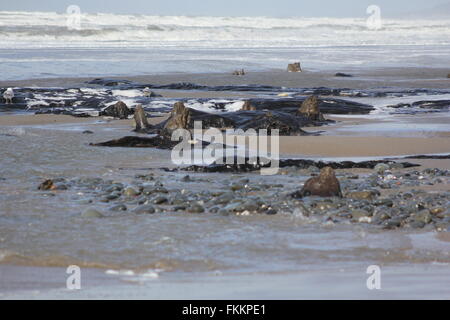 Borth, Ceredigion, Wales. 9. März 2016. UK-Wetter: Einen versteinerten Wald wieder erscheint nach den letzten Stürme & Treibsand, Hunderte von Baumstümpfen stammt aus der Bronzezeit vor 6.000 Jahren zu offenbaren. die Stümpfe steigen aus dem Sand wie abgebrochene Zähne! Bildnachweis: mike Davies/Alamy Live News Stockfoto