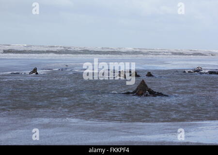 Borth, Ceredigion, Wales. 9. März 2016. UK-Wetter: Einen versteinerten Wald wieder erscheint nach den letzten Stürme & Treibsand, Hunderte von Baumstümpfen stammt aus der Bronzezeit vor 6.000 Jahren zu offenbaren. die Stümpfe steigen aus dem Sand wie abgebrochene Zähne! Bildnachweis: mike Davies/Alamy Live News Stockfoto