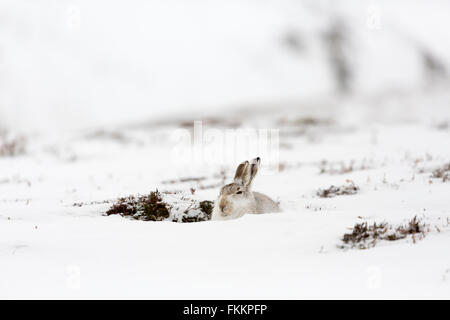 Schneehase im Schnee, Findhorn-Tal, Inverness-Shire, Schottland, März 2016. Stockfoto