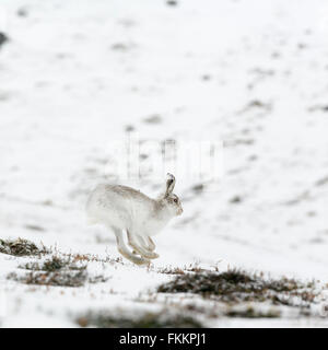 Schneehase im Schnee, Findhorn-Tal, Inverness-Shire, Schottland, März 2016. Stockfoto