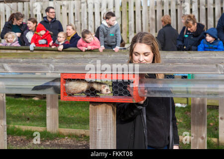 Frettchen Sie racing an der Kanone Hall Farm, Cawthorne, Yorkshire UK Stockfoto