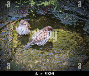 Haussperlinge Baden im englischen Garten stream Stockfotografie Alamy