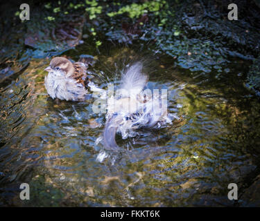 Haussperlinge Baden im englischen Garten stream Stockfotografie Alamy