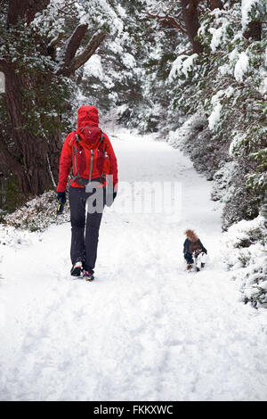 Ein Wanderer und ihr Hund im Glenmore Forest Park, schottischen Highlands, UK. Stockfoto