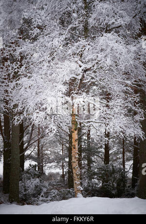 Schneebedeckte Bäume am Glenmore Forest Park, Cairngorms in den schottischen Highlands, UK. Stockfoto