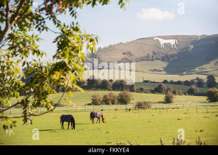 Riesige Kreide Pferd am Hang oberhalb Westbury,Somerset,England,U.K., Stockfoto