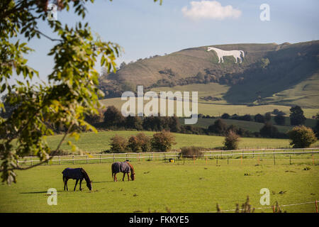 Riesige Kreide Pferd am Hang oberhalb Westbury,Somerset,England,U.K., Stockfoto