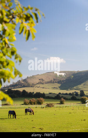 Riesige Kreide Pferd am Hang oberhalb Westbury,Somerset,England,U.K., Stockfoto