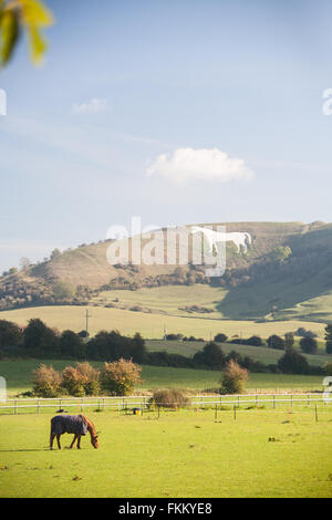 Riesige Kreide Pferd am Hang oberhalb Westbury,Somerset,England,U.K., Stockfoto