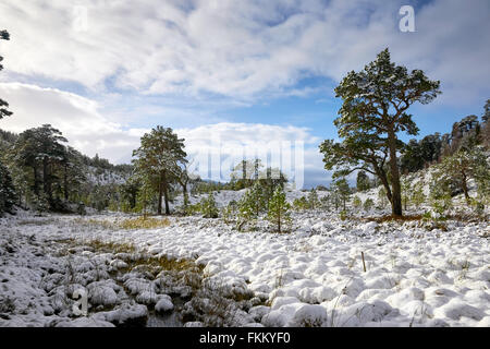 Glenmore Forest Park, Cairngorms in den schottischen Highlands, UK. Stockfoto