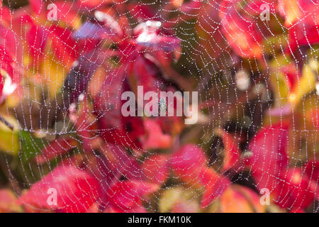 Eine europäische Gartenspinne, Araneus diadematus, auf einem feuchten Netz, mit einem roten herbstlichen Hintergrund in London, England, Großbritannien Stockfoto